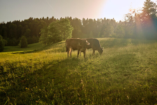 Curious Young Cow Calvesin moody sunset light on Alpine pasture in the Allgaeu Alps, Bavaria, Germany