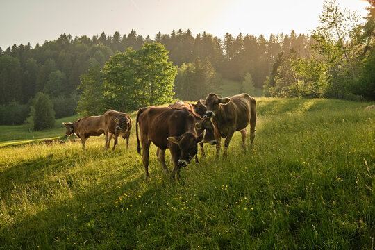 Curious Young Cow Calvesin moody sunset light on Alpine pasture in the Allgaeu Alps, Bavaria, Germany