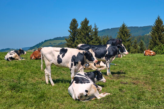 Curious Young Cow Calves on Alpine pasture in the Allgaeu Alps, Immenstadt, Bavaria, Germany