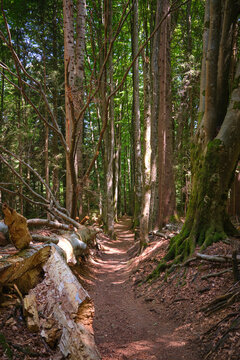 Forest Path Through Tall Trees in a Sunlit Woodland Landscape