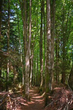 Forest Path Through Tall Trees in a Sunlit Woodland Landscape