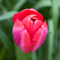 Fototapeta premium Pinke Tulpen