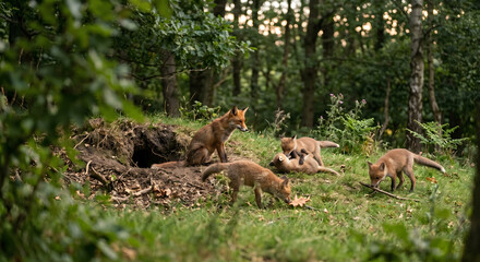 Naklejka premium A mother fox watching over her playful kits outside their den in a lush green forest