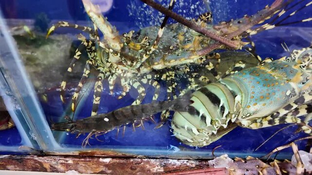 Live Spiny Lobsters in Aquarium Tank at Thai Seafood Market