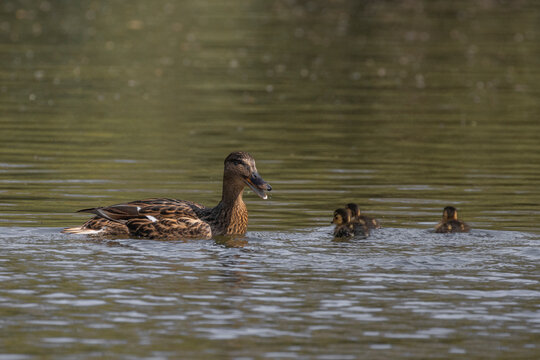 Ente