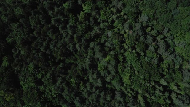 Straight-down aerial drone shot of dense lush green Carpathian forest canopy filling entire frame. Perfect for nature, environment, ecology, background, and Ukraine landscape content
