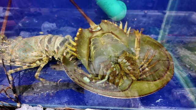 Live Horseshoe Crab and Spiny Lobster in Seafood Market Aquarium