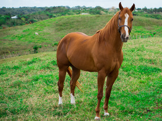 Chestnut horse standing in green pasture looking at viewer © CARBUXIA
