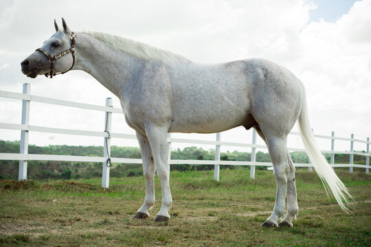 Arabian fleabitten grey horse standing in paddock