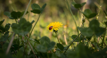 A ladybug resting on a bright yellow dandelion flower in a lush green meadow © Nirob