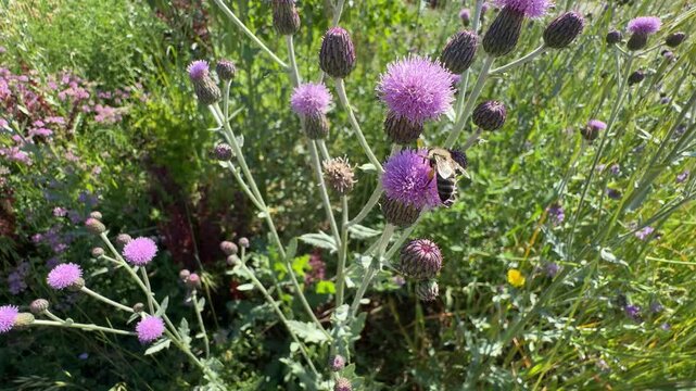 Close up of multiple honey bees (Apis mellifera) swarming and collecting pollen on pink Canada thistle (Cirsium arvense) flowers. Beautiful biodiversity and pollination footage for nature videos.