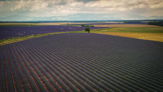 Aerial view of the Valensole Lavender field with purple rows, a solitary tree, and distant mountains under a cloudy sky in Valensole, Provence-Alpes-Cote d'Azur, France.