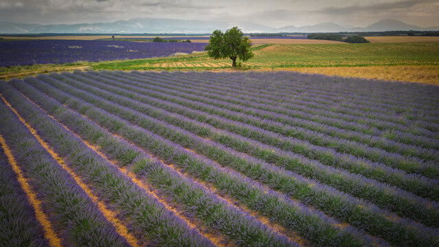 Aerial view of the Valensole Lavender field with purple rows, a solitary green tree, and distant mountains under a cloudy sky in Valensole, Provence-Alpes-Cote d'Azur, France.