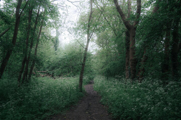 Fototapeta premium path in the woods