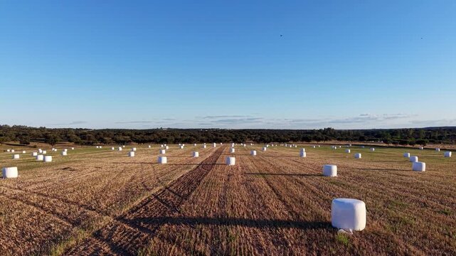 Paisaje agroganadero con pacas redondas de ensilado durante la hora dorada