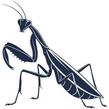Praying Mantis vector illustration