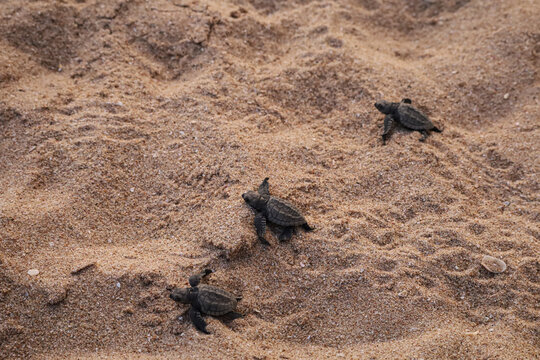 Turtles hatchlings on the beach. Many baby turtles going out of the nest, walking on the sand to the ocean. Cute and magical wildlife moment. Location south coast, Sri Lanka. 