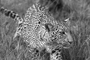 Stalking Leopard © George Erwin Turner