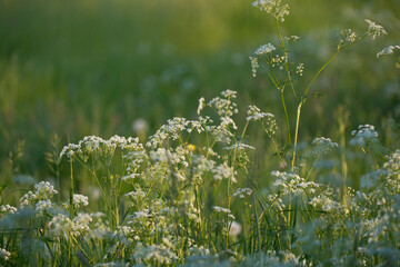 Umbellifer (Apiaceae) Wildflower Close-Up, Botanical Macro Detail, Summer Meadow Nature Concept © jr-art