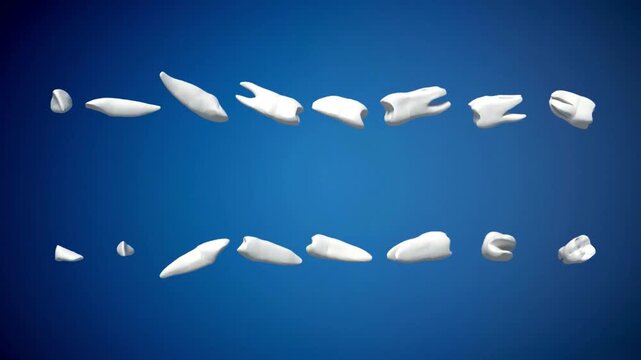 Collection of Realistic Human Teeth in an Upper and Lower Arch Against a Blue Background