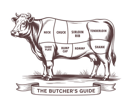 cow butcher diagram line art beef cuts