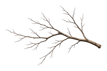 Obraz premium PNG Bare tree branch isolated white