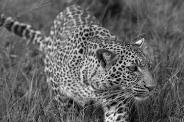 Stalking Leopard © George Erwin Turner