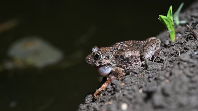 夜の水辺で鳴くツチガエル 鳴のうを膨らませるカエルの求愛行動