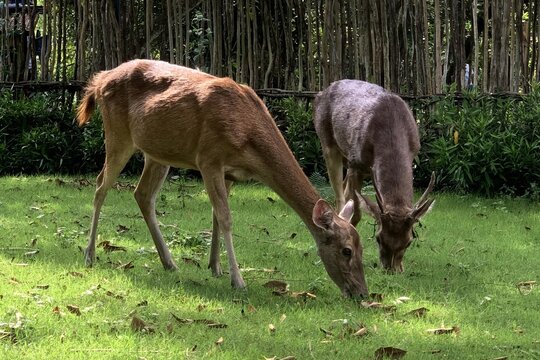 Two Javan Rusa Deer Grazing on Green Grass Field
