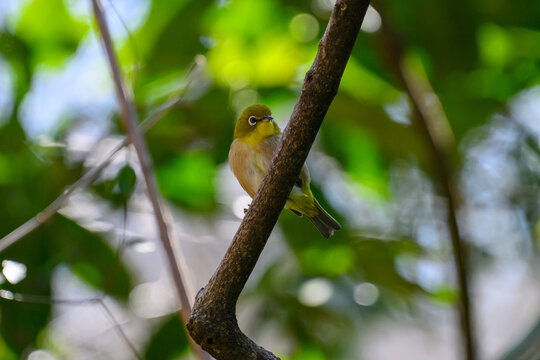 Warbling White-eye Zosterops japonicus Wild Bird