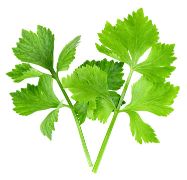 Fresh green celery leaves isolated. Close-up view of organic herbal stalks and foliage for cooking and healthy nutrition concept. High resolution studio shot of garden greens.