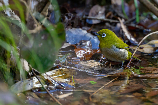 Warbling White-eye Zosterops japonicus Wild Bird