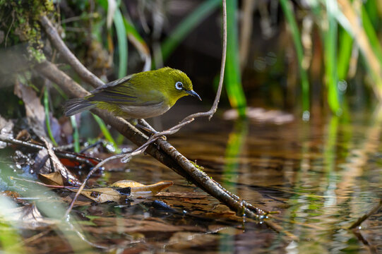 Warbling White-eye Zosterops japonicus Wild Bird