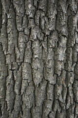 Obraz premium bark of a tree