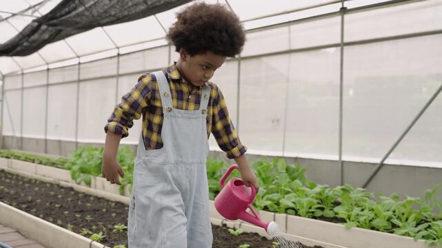 A cute African American child, the son of a farmer is walking with holding and using a watering can to water the green vegetables in a greenhouse. Black boy water plan sprouts in an organic farm. 