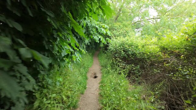 Castor Hanglands, Cambridgeshire, England, UK - June 01 2026: Walking point of view with gimbal at Castor Hanglands. Deep in a thick summer overgrown forest past an old tree and an odd hole