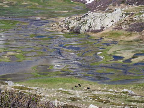 Aerial view of intricate pozzines patterns of water and grass at Val d'Ese Corsica