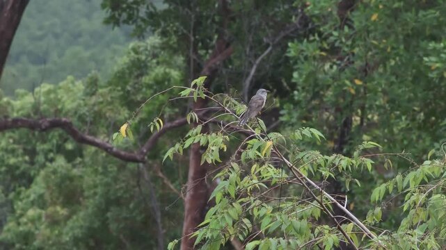 Plaintive Cuckoo Male Vocalizing In Tropical Forest, Palawan Philippines