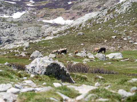 Small herd of cows grazing in distance at Val d'Ese alpine plateau Corsica