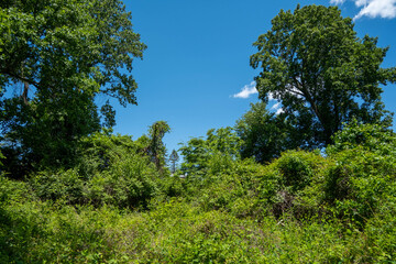 Fototapeta premium trees and blue sky