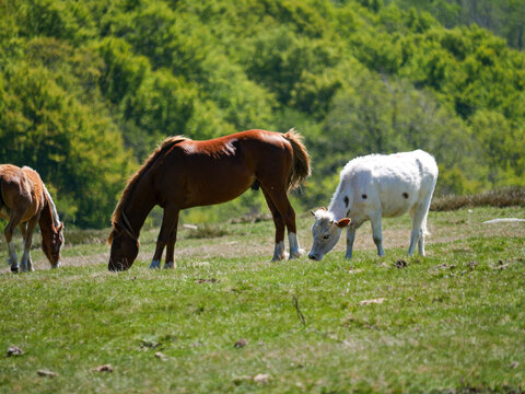 Chestnut horse grazing with white cow on green pasture Val d'Ese Corsica