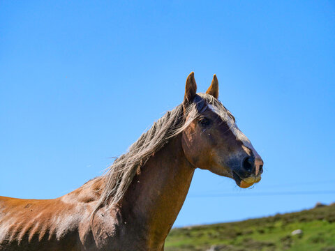 Portrait of Corsican horse with flowing blonde mane against blue sky Val d'Ese
