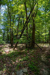 Obraz premium path in the forest