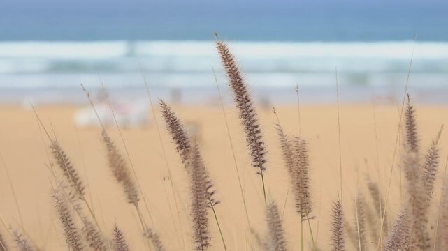 empty scene of blurry beach and waves with thatch in the foreground, Morocco travel 