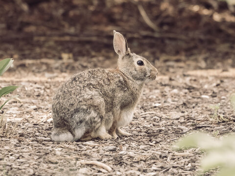 Eastern cottontail rabbit sitting alert on a bed of dry mulch and twigs in a soft focus natural outdoor setting