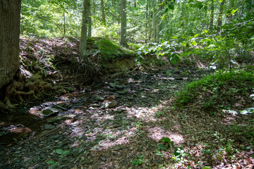 Fototapeta premium stream in the forest