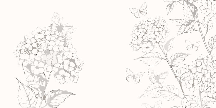 hydrangea clusters line art flowers botanical illustration