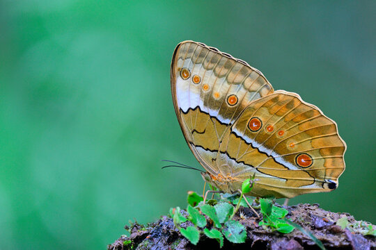 Stichophthalma mathilda siamensis or Siamese Junglequeen butterfly in natural habitation