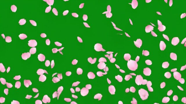Beautiful pink cherry blossom sakura flower petals falling down on green screen, romantic spring floral blossom rain chroma key animation background, elegant overlay design element for wedding & love
