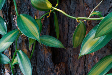Wanilia płaskolistna 'Variegata' - Vanilla planifolia 'Variegata' © ukasz